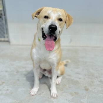 Labrador Retriever Dogs Available for Adoption in Seguin, Texas - Griffin | PetCurious