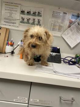 Rescue Chihuahua Dogs for Adoption in Rosenberg, Texas - BOY | PetCurious