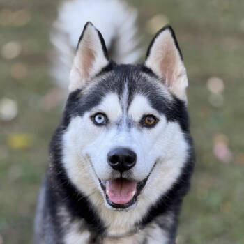 Rescue Husky Dogs for Adoption in Erie, Pennsylvania - Spirit | PetCurious