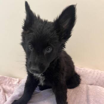 Lady Floof -  German Shepherd Dog and Border Collie Dog for Adoption in Murray, Utah - Lady Floof | PetCurious