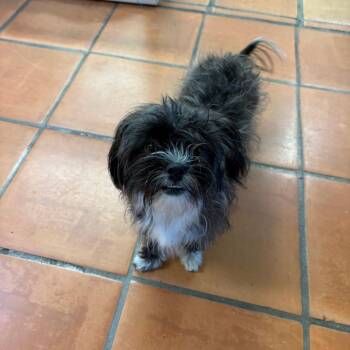 Pancha -  Shih Tzu and Chihuahua Dog for Adoption in Coachella, California - Pancha | PetCurious