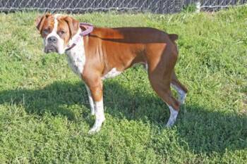 Cosmo -  Boxer and Mixed Breed Dog for Adoption in Kansas City, Missouri - Cosmo | PetCurious