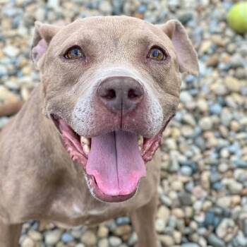 MAKI -  Pit Bull Terrier and Mixed Breed Dog for Adoption in Indianapolis, Indiana - MAKI | PetCurious