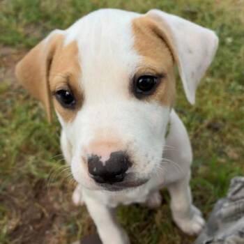 Hound and Mixed Breed Dogs Available for Adoption in Briarcliff Manor, New York - Tyler | PetCurious