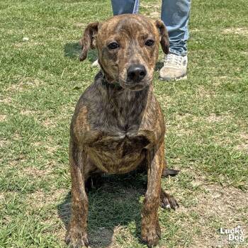 Terrier and Hound Dogs Available for Adoption in Washington, District Of Columbia - Codename | PetCurious