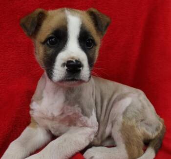 Scrabble -  Shepherd Dog Available for Adoption in Thief River Falls, Minnesota - Scrabble | PetCurious
