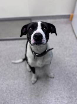 Athena (aka Gamora) -  Border Collie and American Staffordshire Terrier Dog for Adoption in Disputanta, Virginia - Athena (aka Gamora) | PetCurious