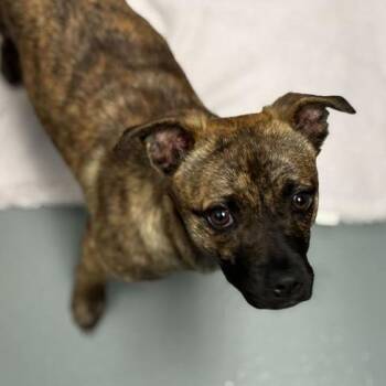 Mixed Breed Dogs Available for Adoption in Davenport, Iowa - Structured Settlement | PetCurious