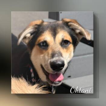 Mixed Breed Dogs Available for Adoption in Fredericksburg, Virginia - Ohtani | PetCurious