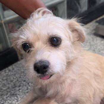 Lola -  Chihuahua and Terrier Dog for Adoption in Kingman, Kansas - Lola | PetCurious