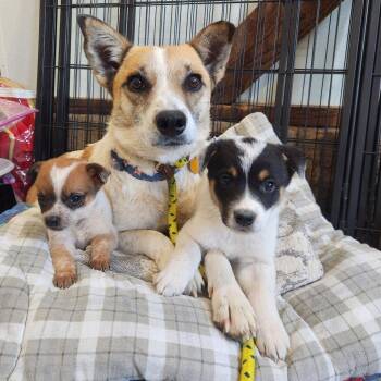 Mixed Breed Dogs Available for Adoption in Prescott, Arizona - Arlo | PetCurious