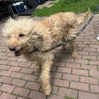 Labrador Retriever and Poodle Dogs Available for Adoption in New York, New York - Marley | PetCurious