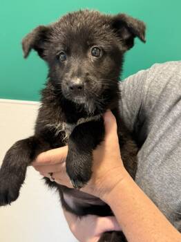 Ivy -  German Shepherd Dog and Australian Cattle Dog Blue Heeler Dog for Adoption in Blue Springs, Missouri - Ivy | PetCurious