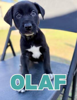 Black Labrador Retriever Dogs Available for Adoption - Olaf | PetCurious