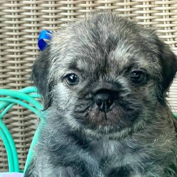 Quincy -  Boston Terrier and Pug Dog for Adoption in Boerne, Texas - Quincy | PetCurious
