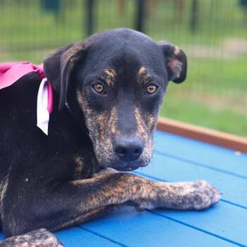 SHIRLEY -  Terrier Dog for Adoption in San Antonio, Texas - SHIRLEY | PetCurious