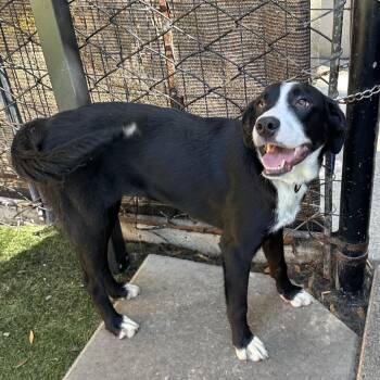 Smooth Collie Dogs Available for Adoption in Richmond, California - SPRING | PetCurious