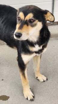 Rescue Husky and Cattle Dog Dogs for Adoption in Fort Lupton, Colorado - The Radiance | PetCurious