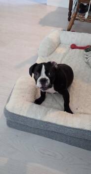 Lightning Marley- 5010 Florida -  Boston Terrier and Mixed Breed Dog for Adoption in Maryville, Tennessee - Lightning Marley- 5010 Florida | PetCurious