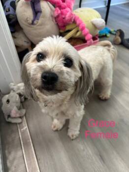Grace -  Shih Tzu and Yorkshire Terrier Dog for Adoption in Cambridge, Maryland - Grace | PetCurious