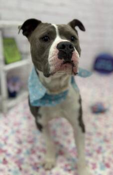 Harvey -  Mixed Breed Dog for Adoption in Detroit, Michigan - Harvey | PetCurious