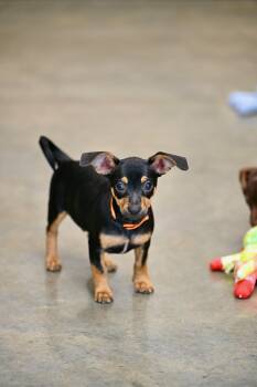 Scout - Chiweenie Cuties -  Chiweenie Dog for Adoption in Falmouth, Maine - Scout - Chiweenie Cuties | PetCurious