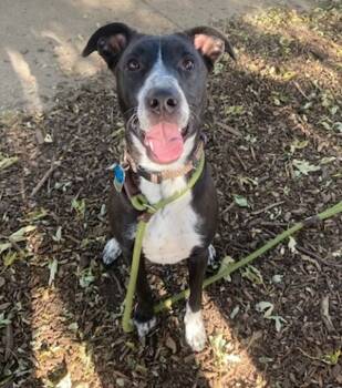 Rescue Australian Cattle Dog Blue Heeler Dogs for Adoption - Queenie | PetCurious