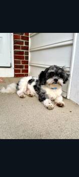 Shih Tzu and Miniature Poodle Dogs Available for Adoption in Lewis Center, Ohio - Wilson | PetCurious