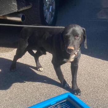 Louis Stray Hold 11/1 -  Mixed Breed Dog for Adoption in Huntington, West Virginia - Louis Stray Hold 11/1 | PetCurious