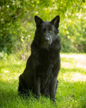 DERECHO (0018) -  German Shepherd Dog Dog for Adoption in Bridgeport, Connecticut - DERECHO (0018) | PetCurious