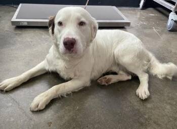 Spaniel and English Springer Spaniel Dogs Available for Adoption in Sacramento, California - Bert | PetCurious
