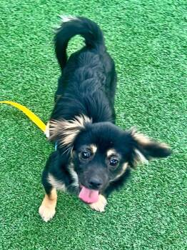 Ziggy -  Dachshund and Chihuahua Dog for Adoption in Lafayette, California - Ziggy | PetCurious