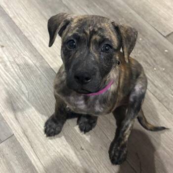 Pesto -  Mixed Breed Dog for Adoption in Wappingers Falls, New York - Pesto | PetCurious