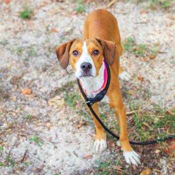 Blair -  Beagle and Mixed Breed Dog for Adoption - Blair | PetCurious