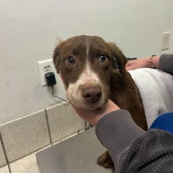Jackpot -  Mixed Breed Dog for Adoption in Charleston, West Virginia - Jackpot | PetCurious