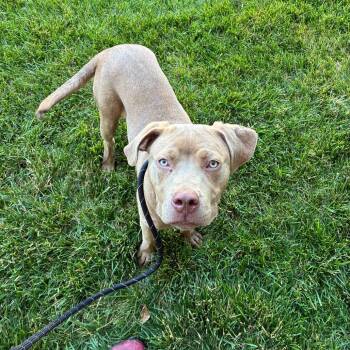 Diesel Hopgood -  Pit Bull Terrier Dog for Adoption in St. Louis, Missouri - Diesel Hopgood | PetCurious