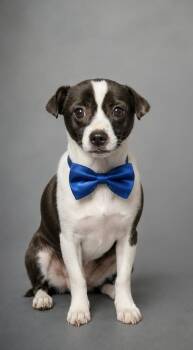Oreo -  Terrier and Chihuahua Dog for Adoption in Denver, Colorado - Oreo | PetCurious
