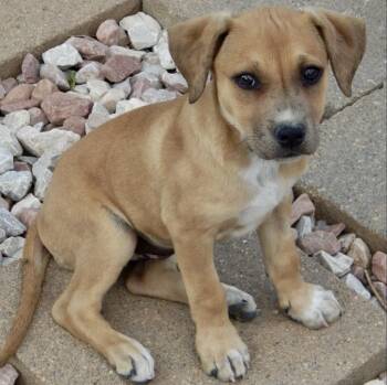 Natalie -  Pit Bull Terrier and Mixed Breed Dog for Adoption in Mead, Colorado - Natalie | PetCurious