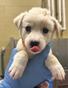 Rescue Mixed Breed Dogs for Adoption in Douglasville, Georgia - Boo (Orange) | PetCurious