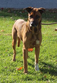 Rescue Rhodesian Ridgeback Dogs for Adoption in Heath, Ohio - Rain (9300) | PetCurious