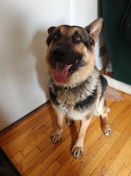 Rescue German Shepherd Dog Dogs for Adoption in Chicago, Illinois - Mac Bear | PetCurious
