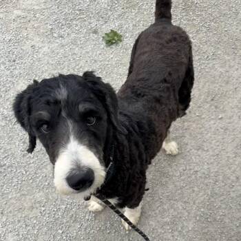 Chaos -  Bernadoodle Dog for Adoption in Trenton, Missouri - Chaos | PetCurious