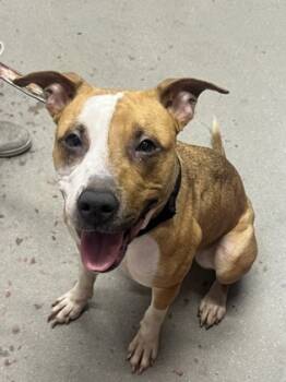 Rescue Mixed Breed Dogs for Adoption in West Chester, Pennsylvania - Coraline | PetCurious