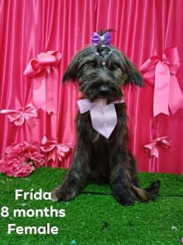 Frida -  Schnauzer and Mixed Breed Dog for Adoption in Durango, Colorado - Frida | PetCurious