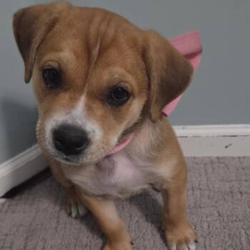 Mixed Breed and None Dogs Available for Adoption in Zimmerman, Minnesota - Asha | PetCurious