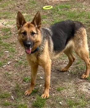 German Shepherd Dog Dogs Available for Adoption in Little Rock, Arkansas - BB | PetCurious