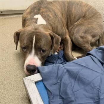SLUG BUG -  Pit Bull Terrier and Mixed Breed Dog Available for Adoption in St. Louis, Missouri - SLUG BUG | PetCurious