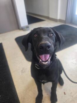 Posey -  Black Labrador Retriever Dog for Adoption in Green River, Wyoming - Posey | PetCurious
