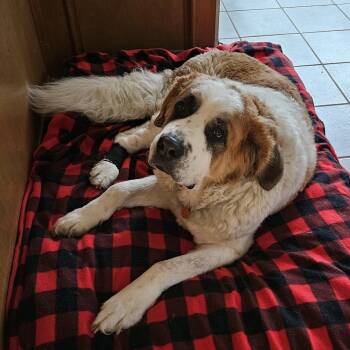 Dora -  Saint Bernard Dog for Adoption in Magnolia, Texas - Dora | PetCurious