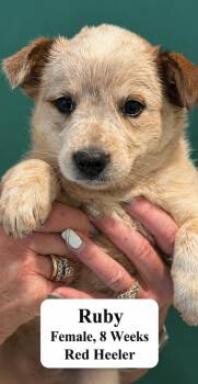 Ruby -  Australian Cattle Dog Blue Heeler Dog for Adoption in Blue Springs, Missouri - Ruby | PetCurious
